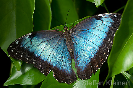 048 Himmelsfalter - Morpho peleides